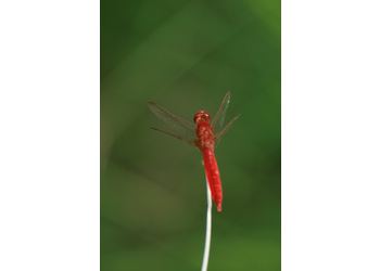 Feuerlibelle (Crocothemis erythraea) - © Emanuel Trummer